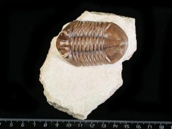Asaphus cornutus PANDER 1830