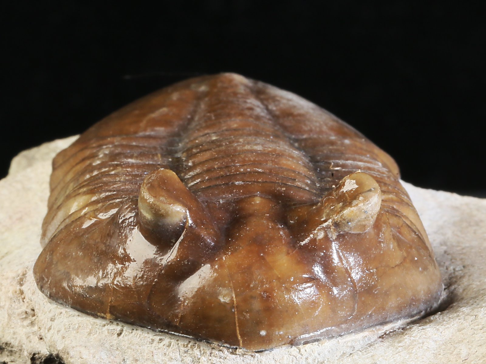 ac 10885 4 Asaphus cornutus PANDER 1830 - Image 5