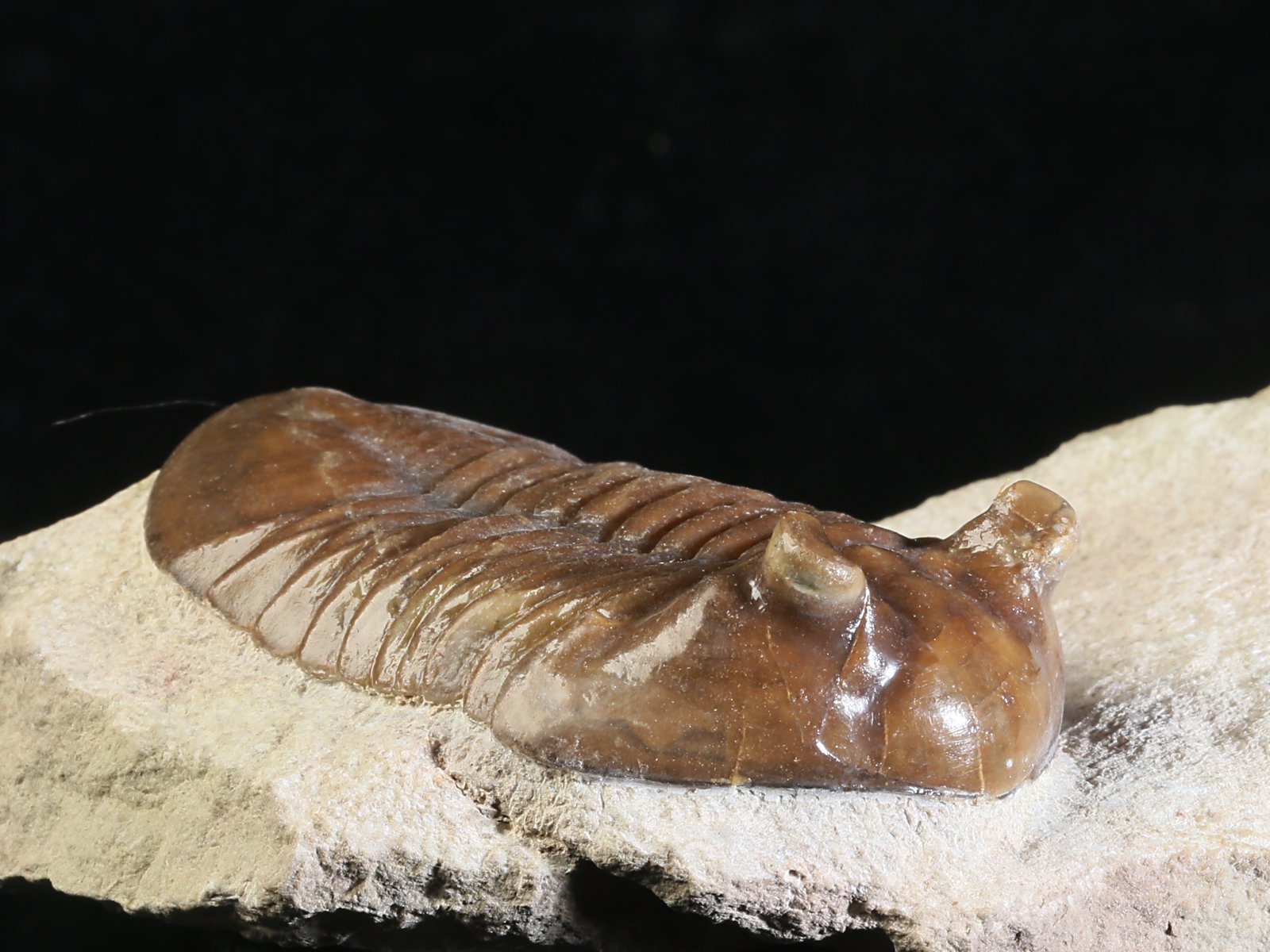 ac 10885 5 Asaphus cornutus PANDER 1830 - Image 6