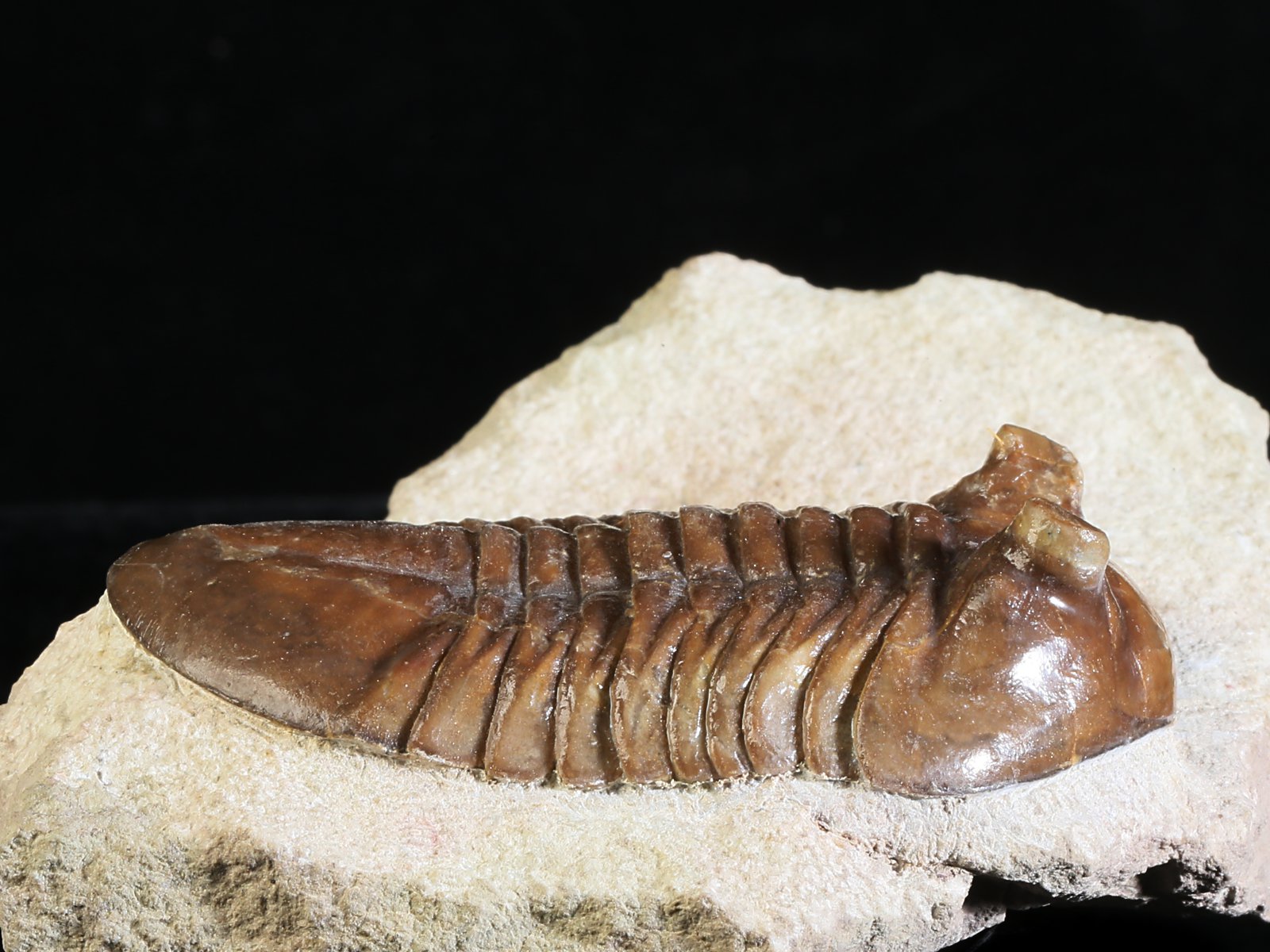 ac 10885 6 Asaphus cornutus PANDER 1830 - Image 7