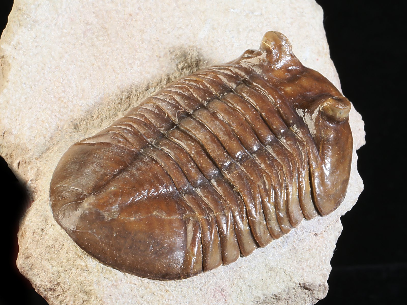 ac 10885 7 Asaphus cornutus PANDER 1830 - Image 8