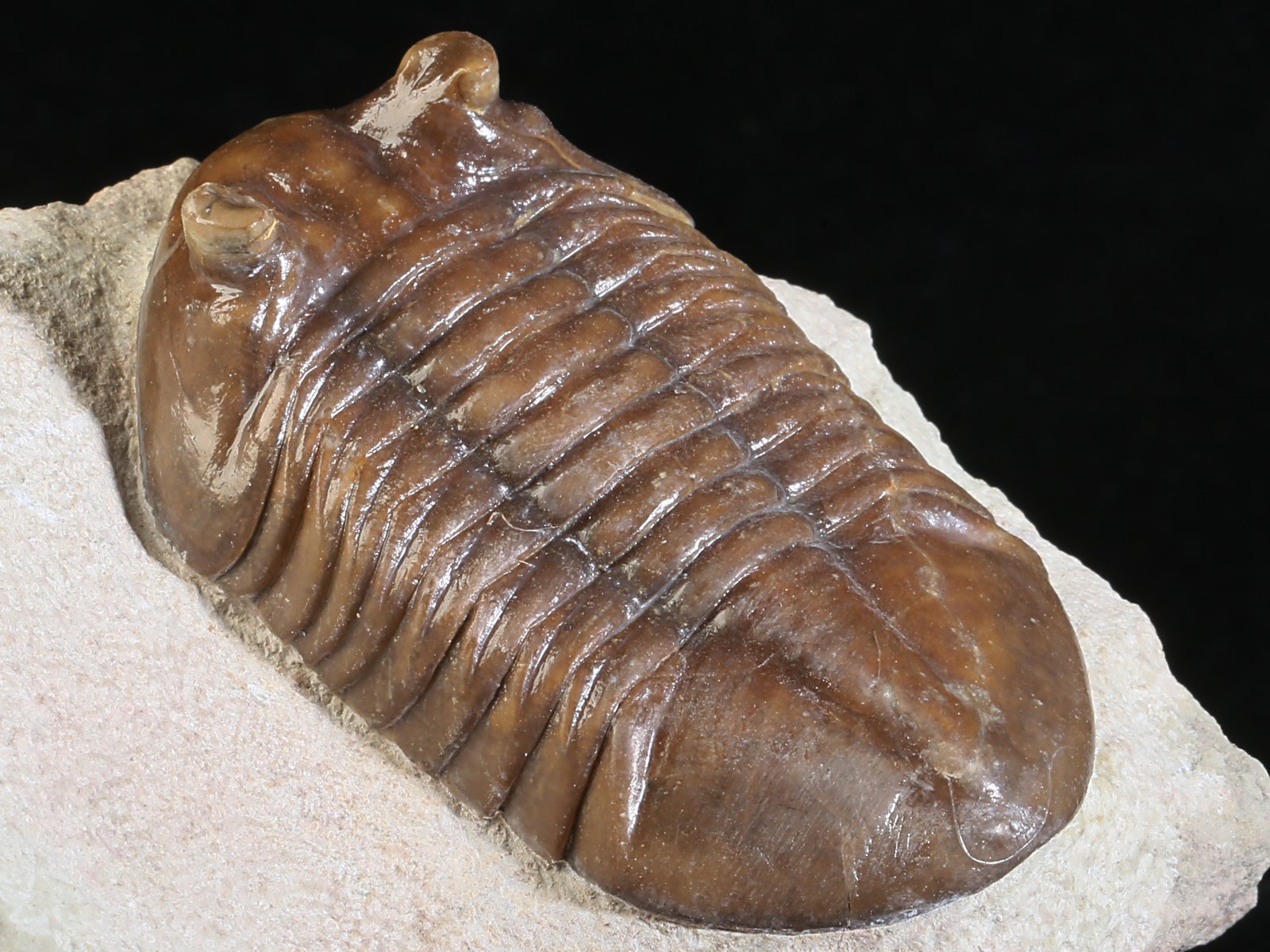 ac 10885 8 Asaphus cornutus PANDER 1830 - Image 9