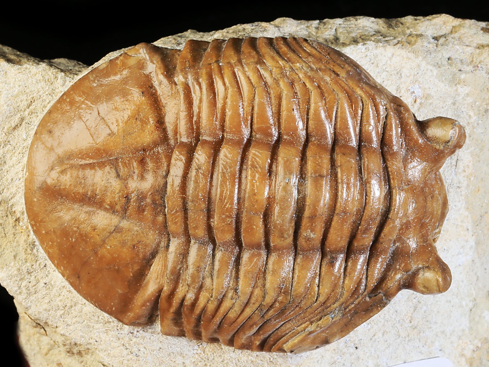 ac 10908 1 Asaphus cornutus PANDER 1830 - Image 2
