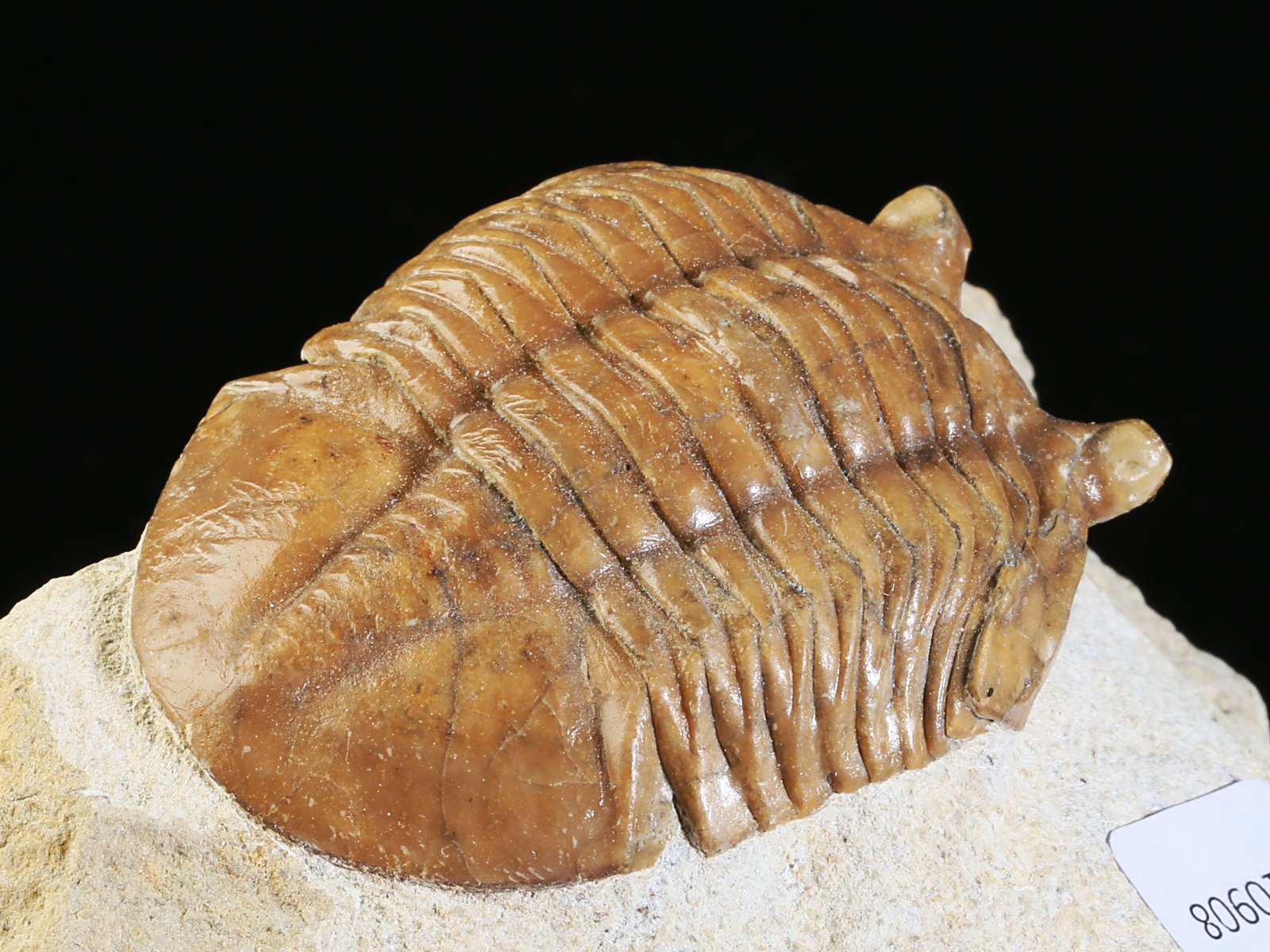 ac 10908 10 Asaphus cornutus PANDER 1830 - Image 11