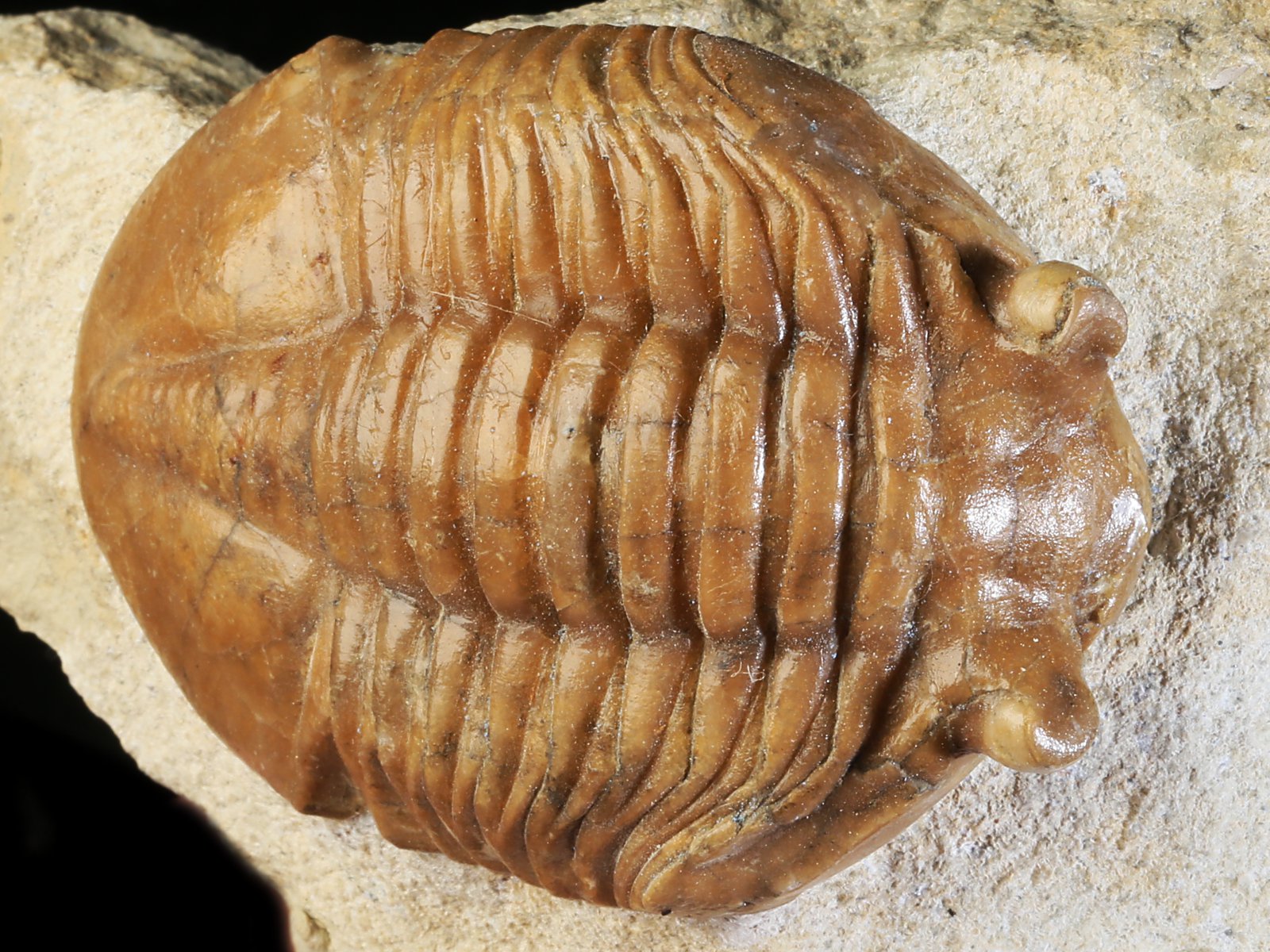 ac 10908 2 Asaphus cornutus PANDER 1830 - Image 3