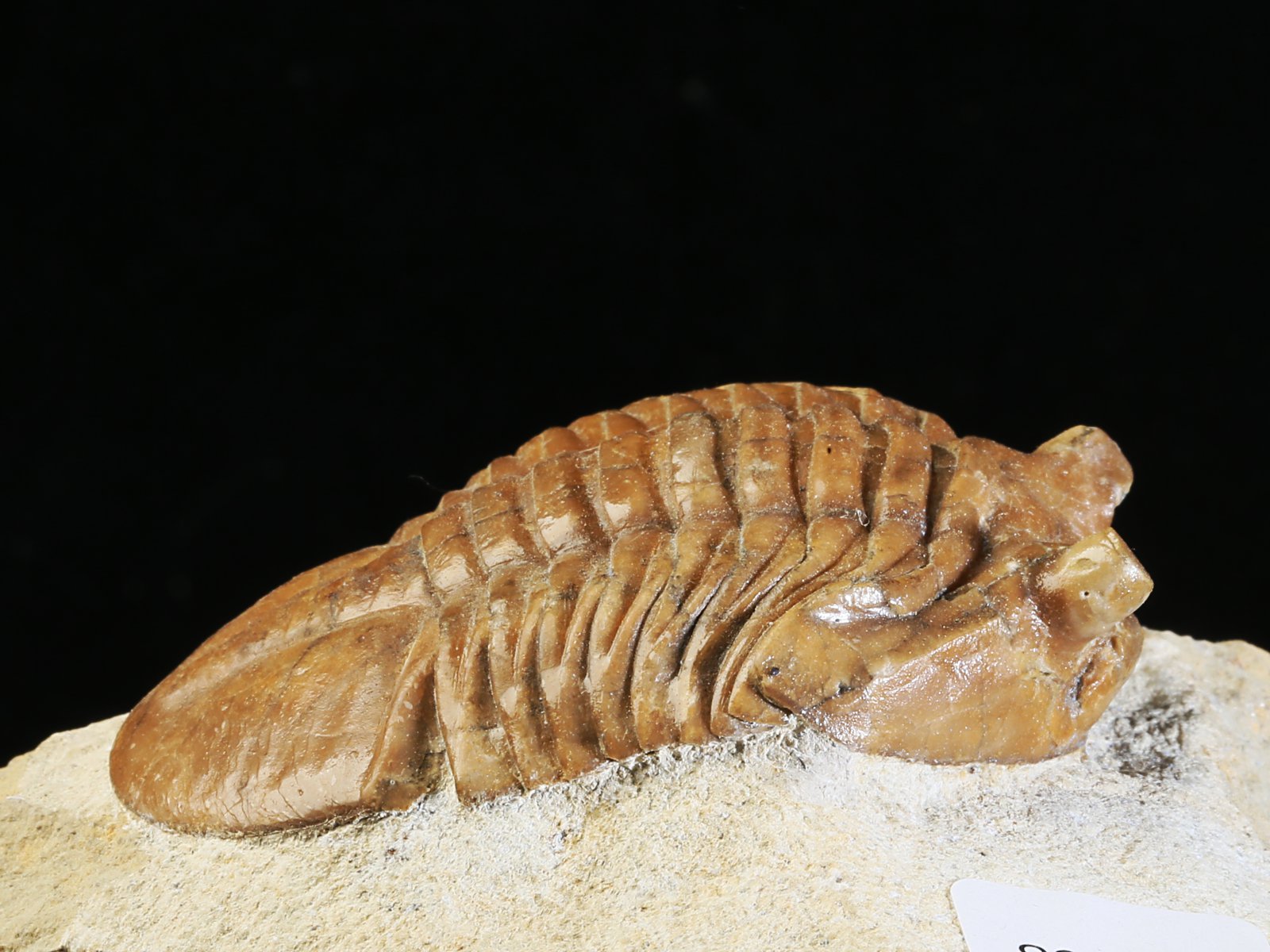 ac 10908 3 Asaphus cornutus PANDER 1830 - Image 4