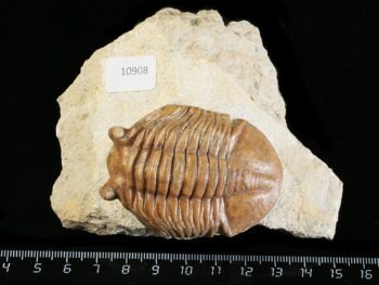 Asaphus cornutus PANDER 1830