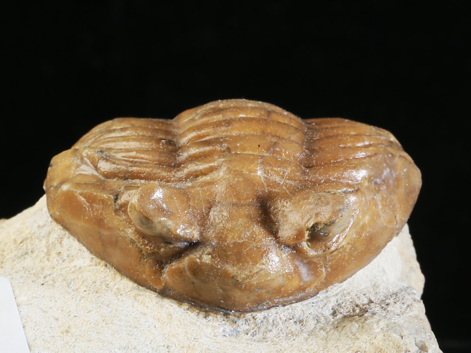 ac 10908 5 Asaphus cornutus PANDER 1830 - Image 6