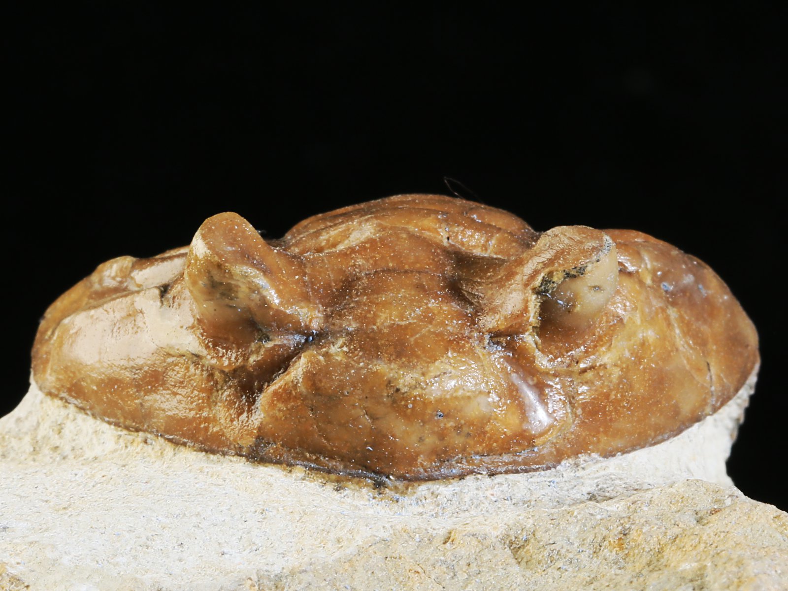 ac 10908 6 Asaphus cornutus PANDER 1830 - Image 7