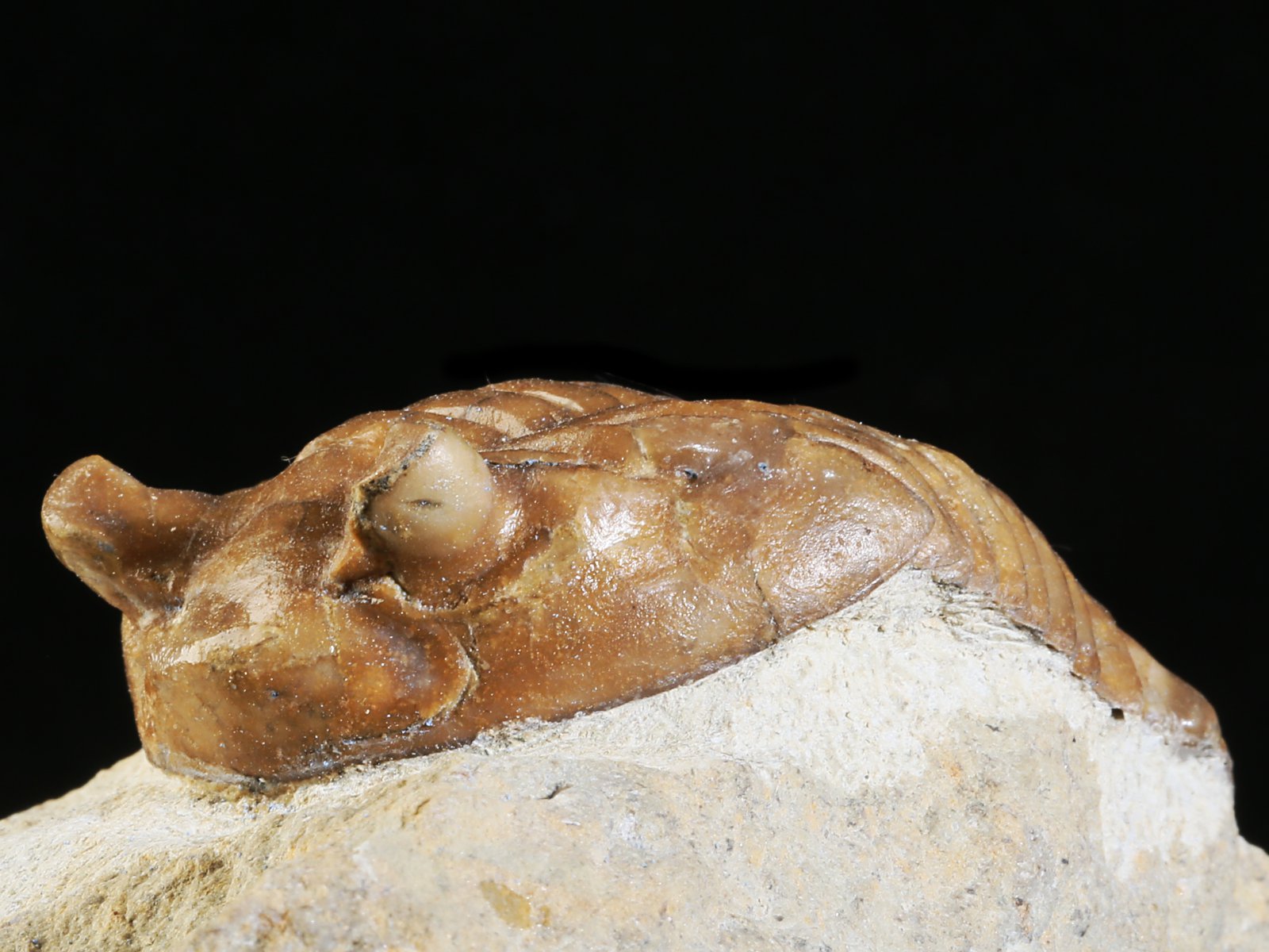 ac 10908 7 Asaphus cornutus PANDER 1830 - Image 8