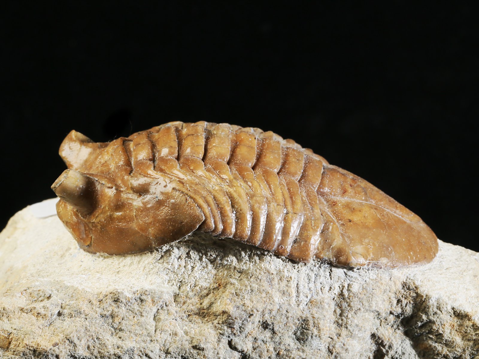 ac 10908 8 Asaphus cornutus PANDER 1830 - Image 9