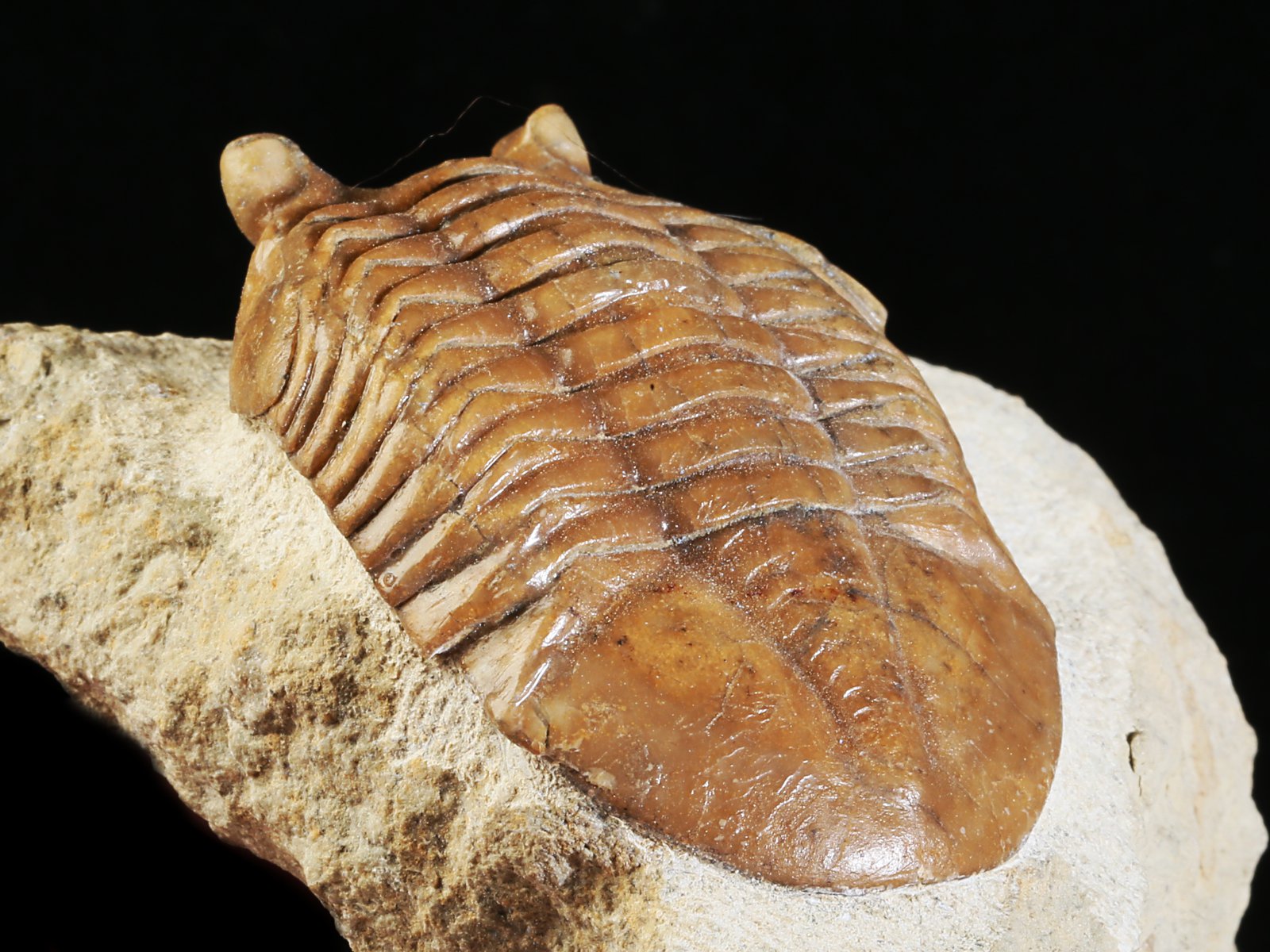ac 10908 9 Asaphus cornutus PANDER 1830 - Image 10