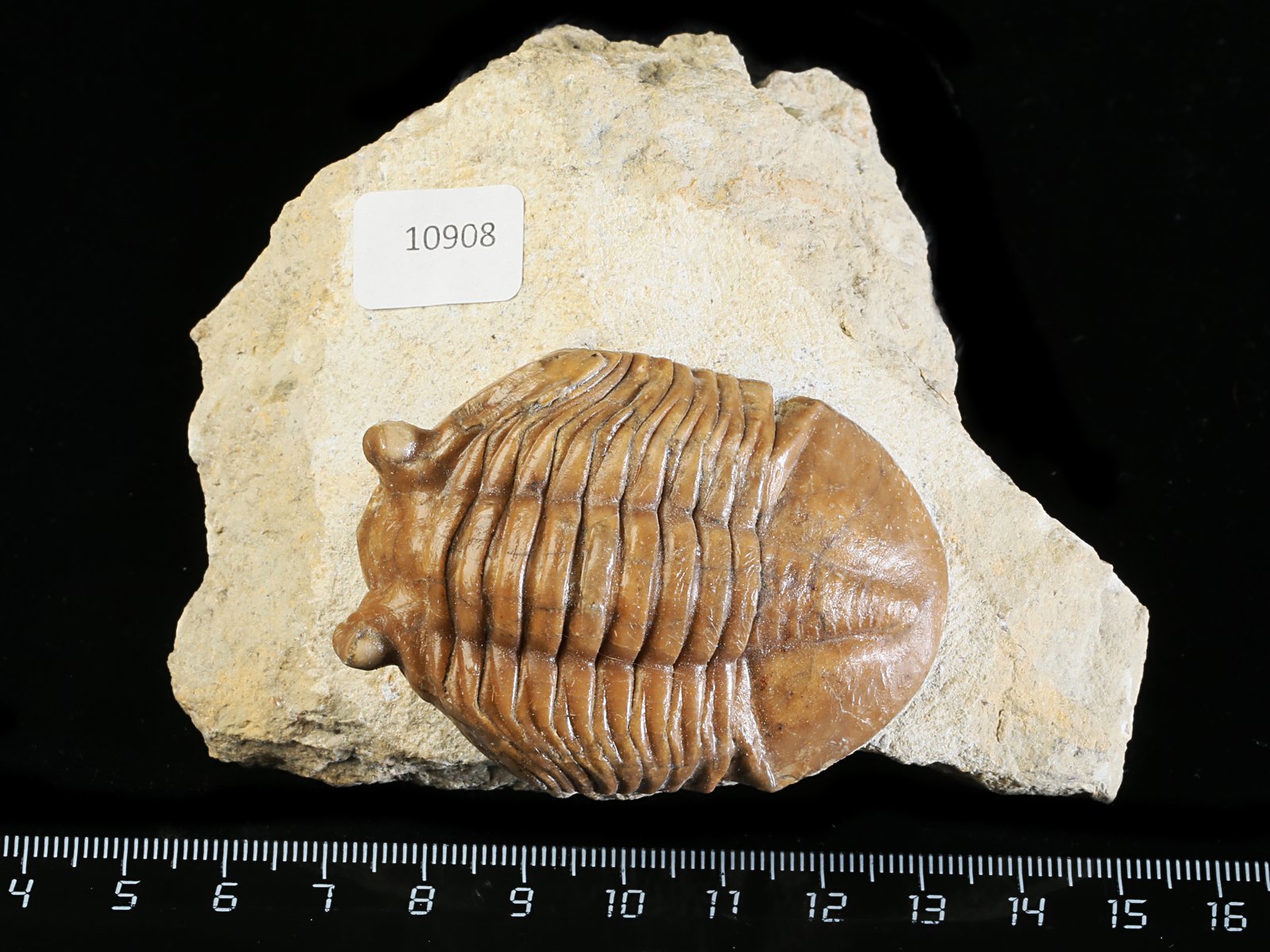 ac 10908 Asaphus cornutus PANDER 1830