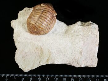 Delphasaphus delphinus (LAWROW 1856)