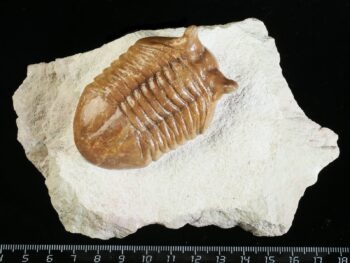 Asaphus punctatus LESSNIKOVA 1950