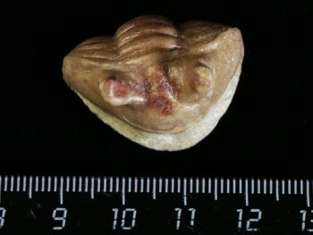 Asaphus punctatus LESSNIKOVA 1951