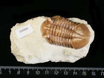 Asaphus punctatus LESSNIKOVA 1952