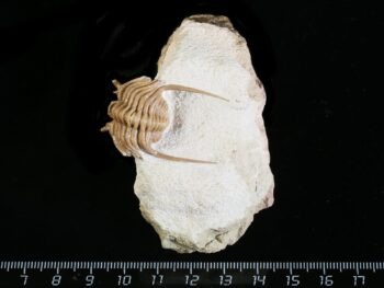 Atractopyge woerthii (EICHWALD 1840)