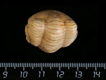 Illaenus sinuatus HOLM 1886