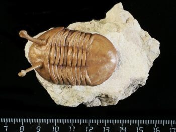 Asaphus kowalewskii LAWROW 1868