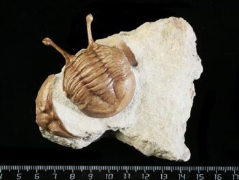 Asaphus kowalewskii LAWROW 1868 with fragment of Asaphus sp.