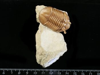 Asaphus kowalewskii LAWROW 1868