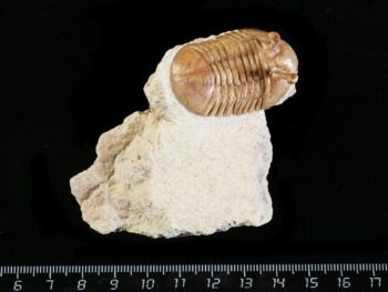 Asaphus kowalewskii LAWROW 1868