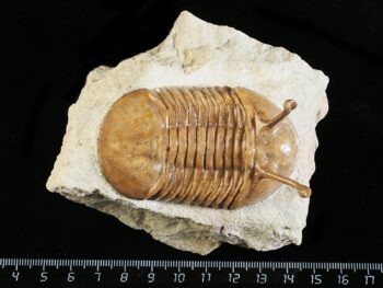 Asaphus kowalewskii LAWROW 1868