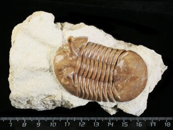 Asaphus kowalewskii LAWROW 1868
