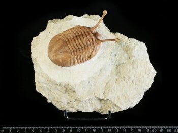 Asaphus kowalewskii LAWROW 1868