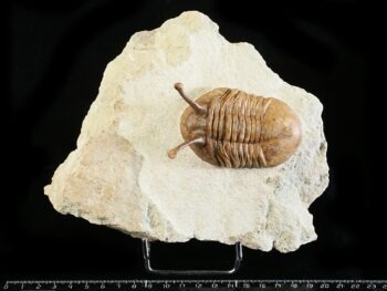 Asaphus kowalewskii LAWROW 1868