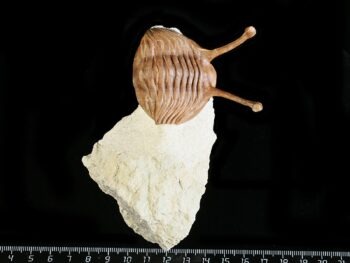 Asaphus kowalewskii LAWROW 1868