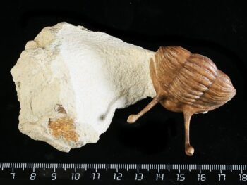 Asaphus kowalewskii LAWROW 1868