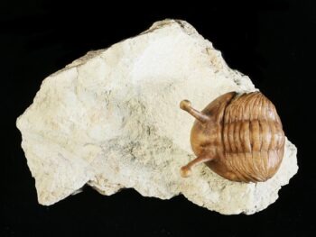 Asaphus kowalewskii LAWROW 1868