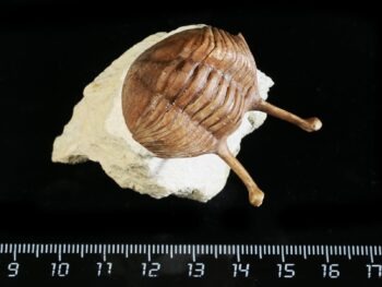 Asaphus kowalewskii LAWROW 1868