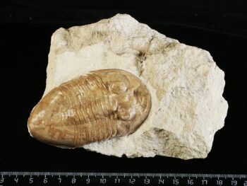 Pseudoasaphinus tecticaudatus (STEINHARDT 1874)