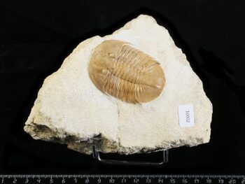 Pseudobaselicus lawrowi (SCHMIDT 1898)