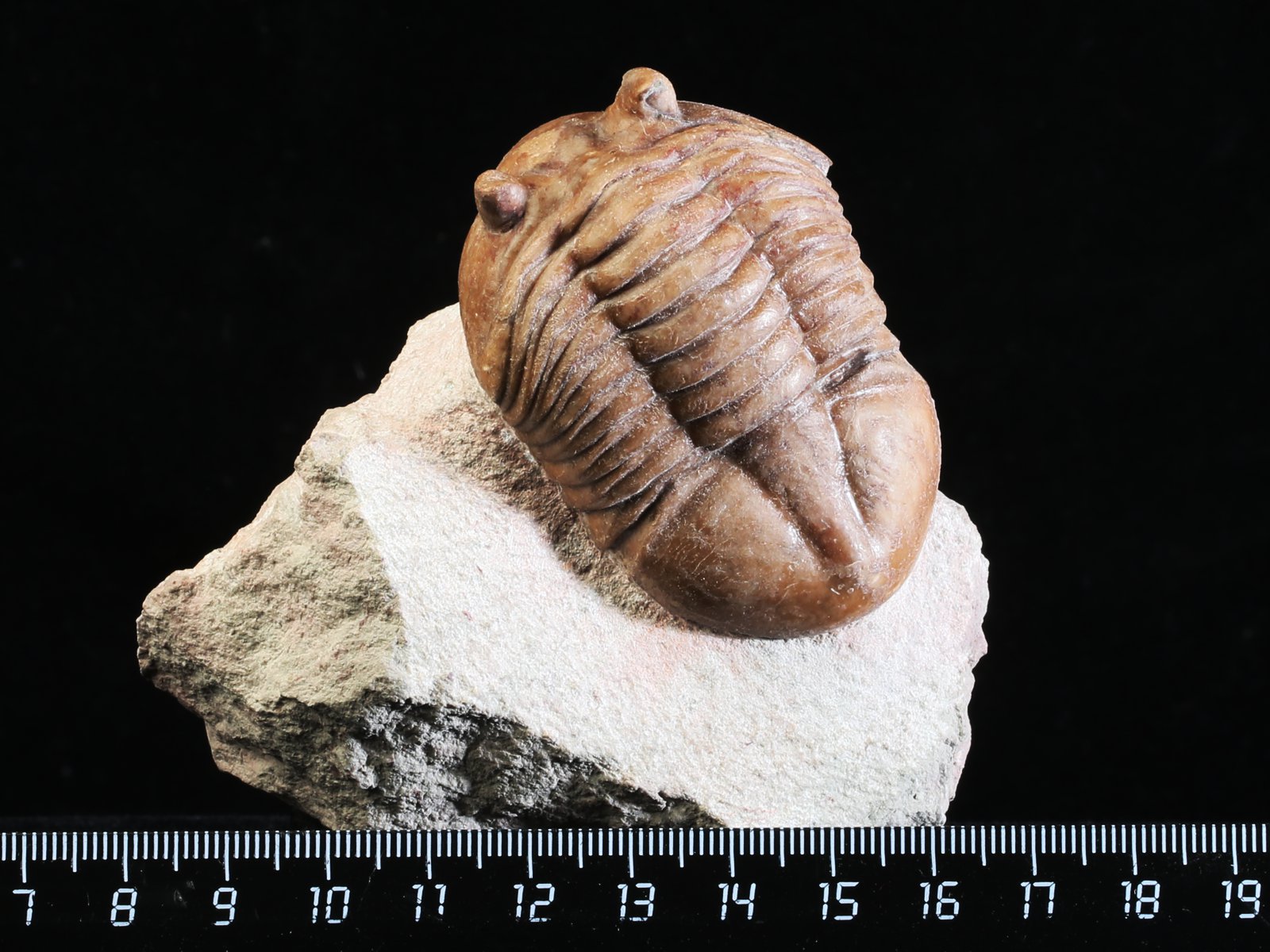 akn 10965 1 Asaphus knyrkoi SCHMIDT 1901 - Image 2