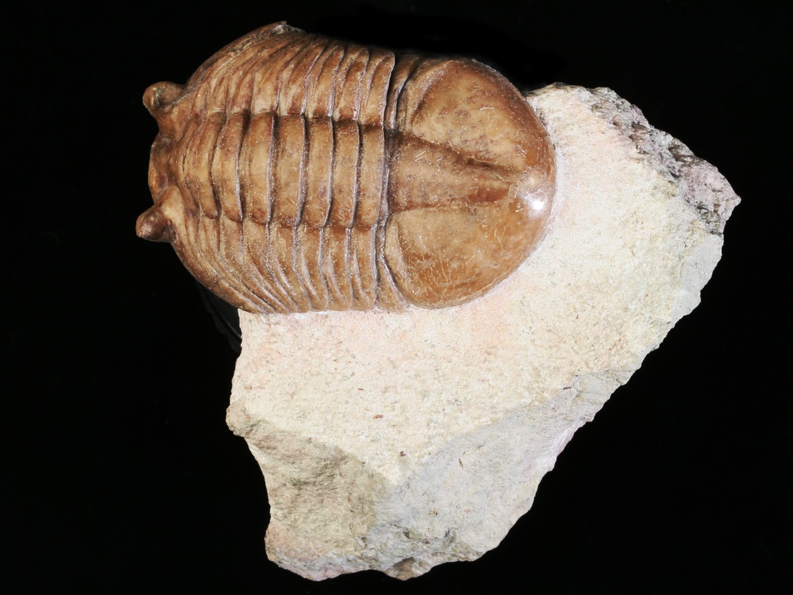 akn 10965 2 Asaphus knyrkoi SCHMIDT 1901 - Image 3
