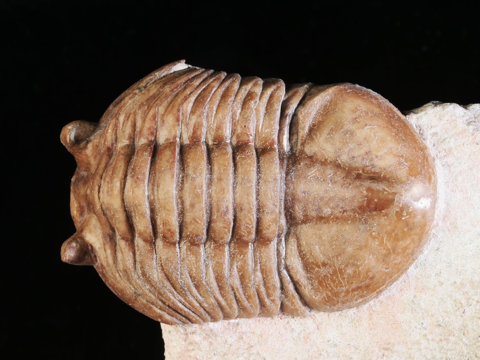 akn 10965 3 Asaphus knyrkoi SCHMIDT 1901 - Image 4