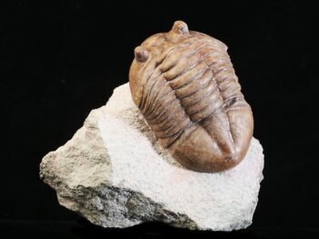 Asaphus knyrkoi SCHMIDT 1901
