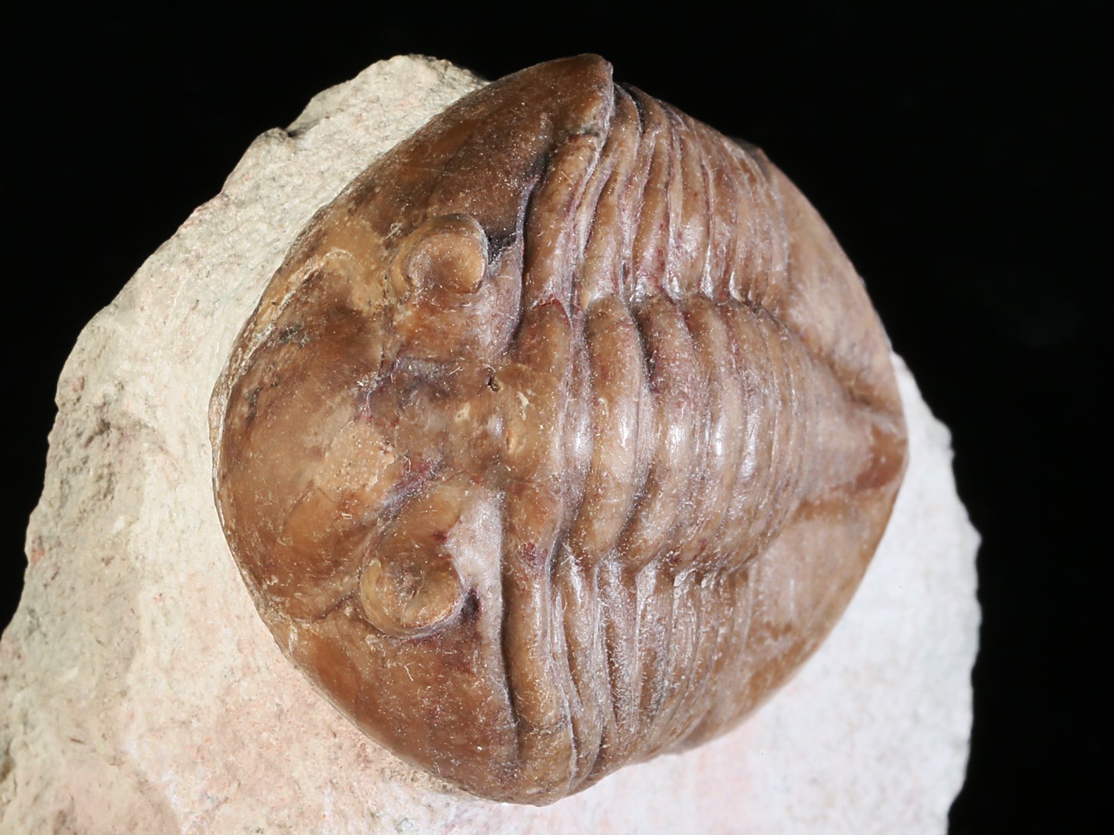 akn 10965 5 Asaphus knyrkoi SCHMIDT 1901 - Image 6