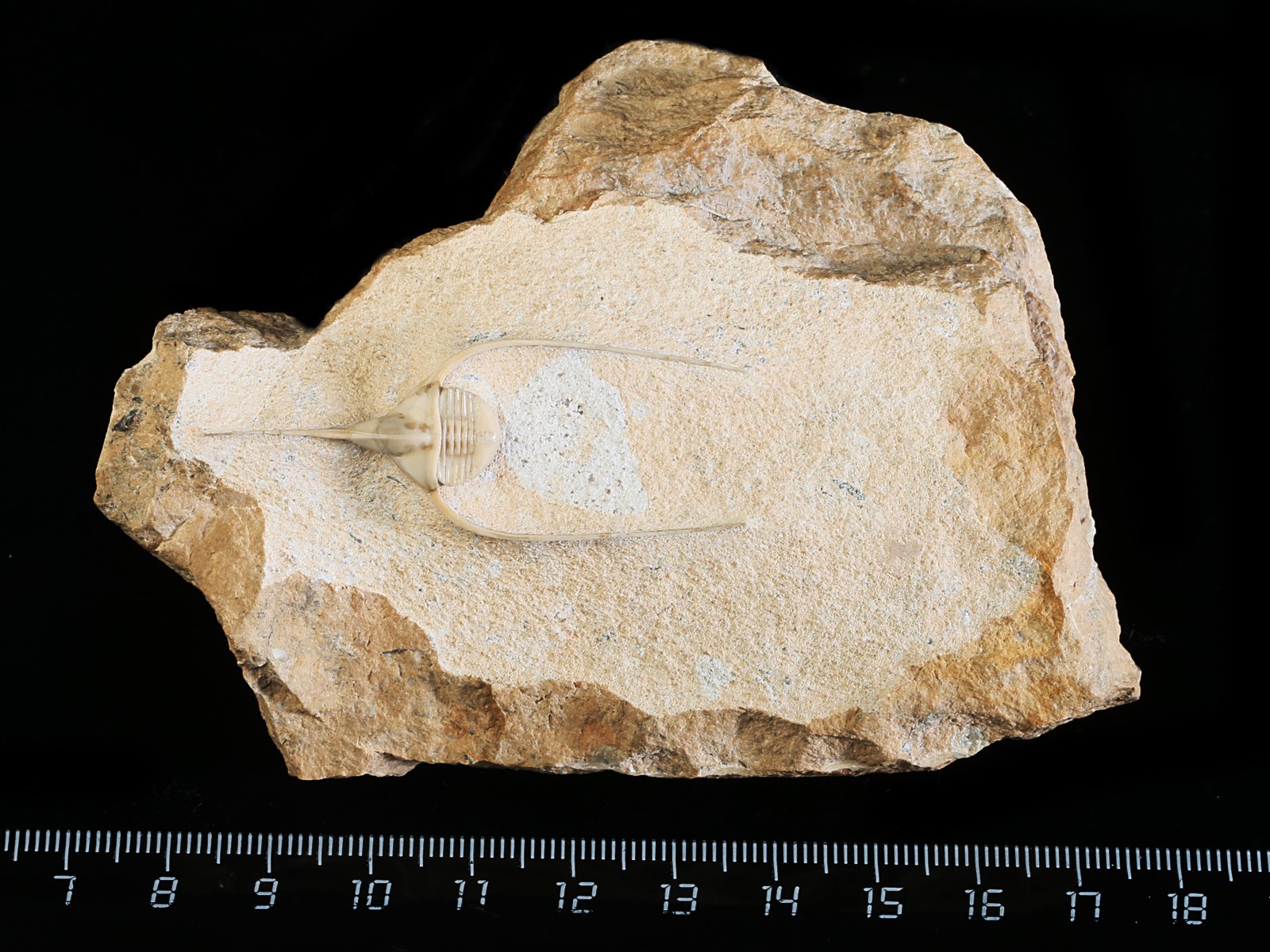 amp 10940 1 Lonchodomas rostratus (SARS 1835) - Image 2