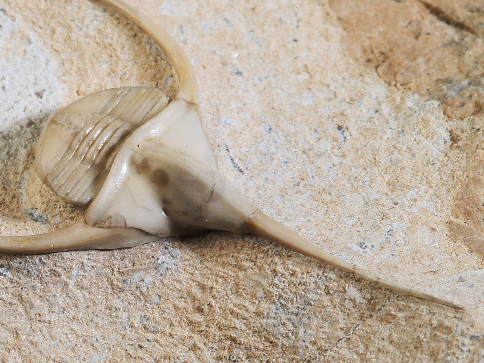 amp 10940 10 Lonchodomas rostratus (SARS 1835) - Image 11