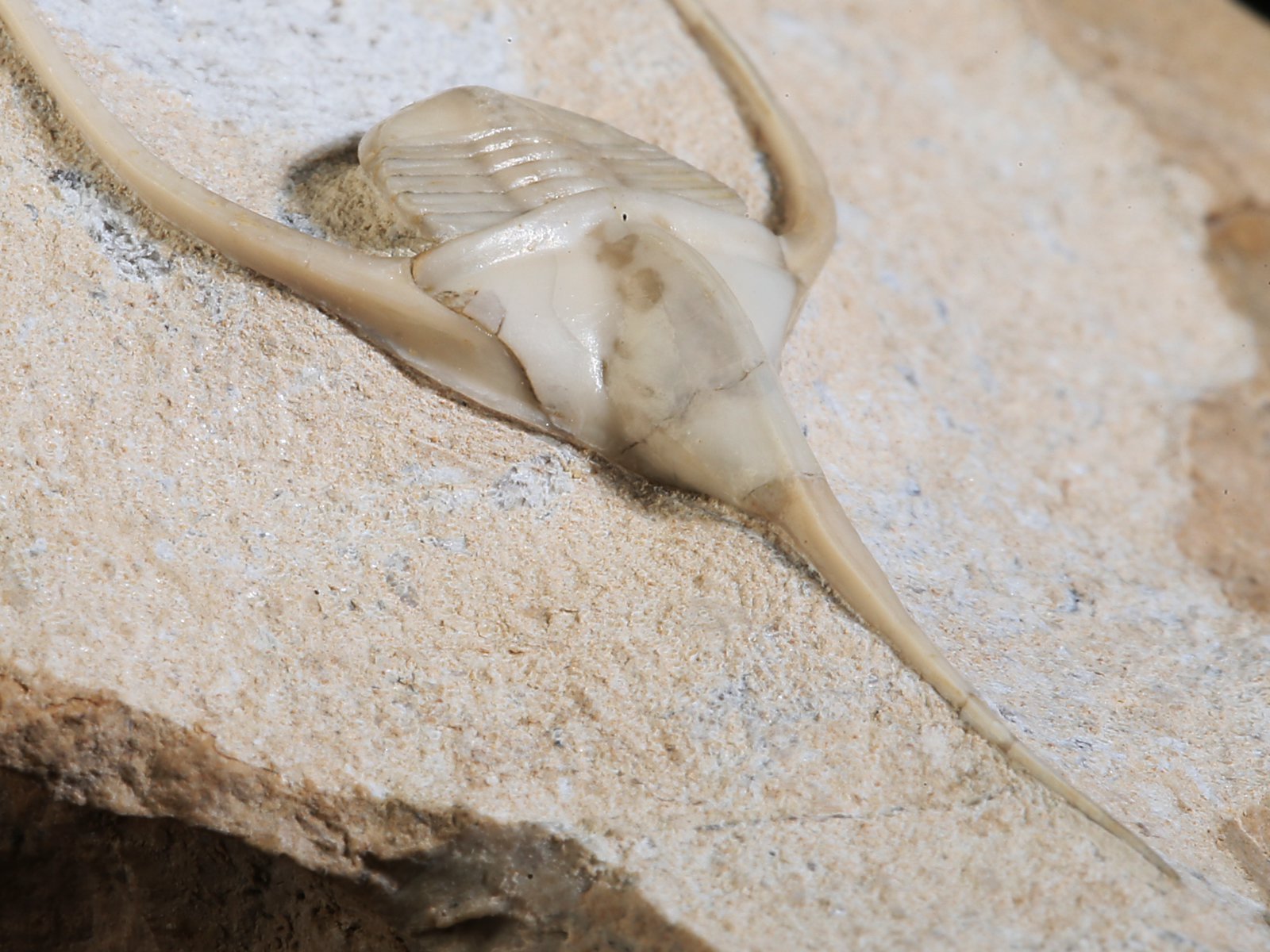 amp 10940 11 Lonchodomas rostratus (SARS 1835) - Image 12