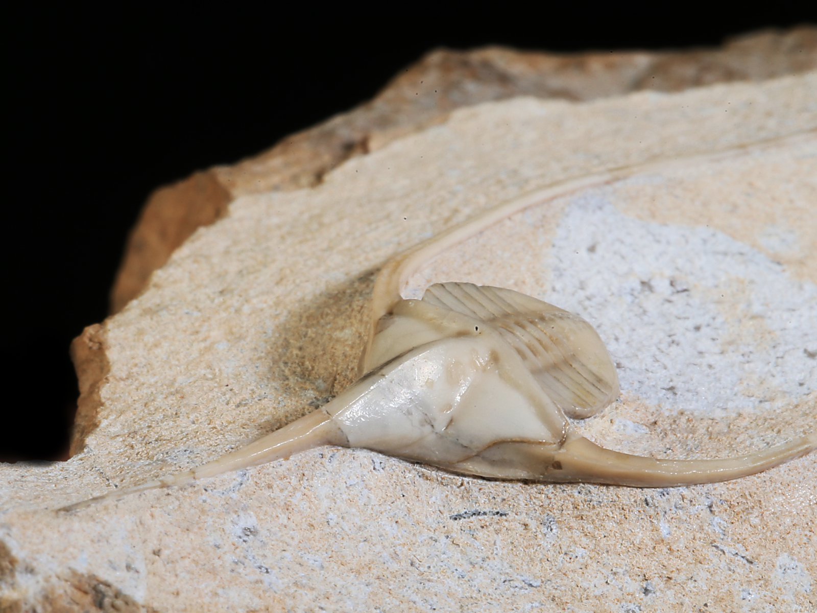 amp 10940 12 Lonchodomas rostratus (SARS 1835) - Image 13