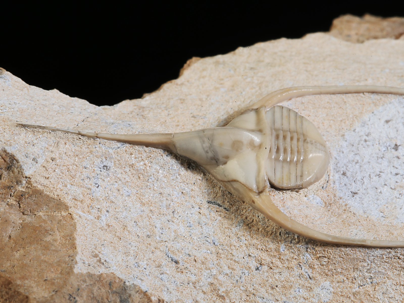 amp 10940 13 Lonchodomas rostratus (SARS 1835) - Image 14