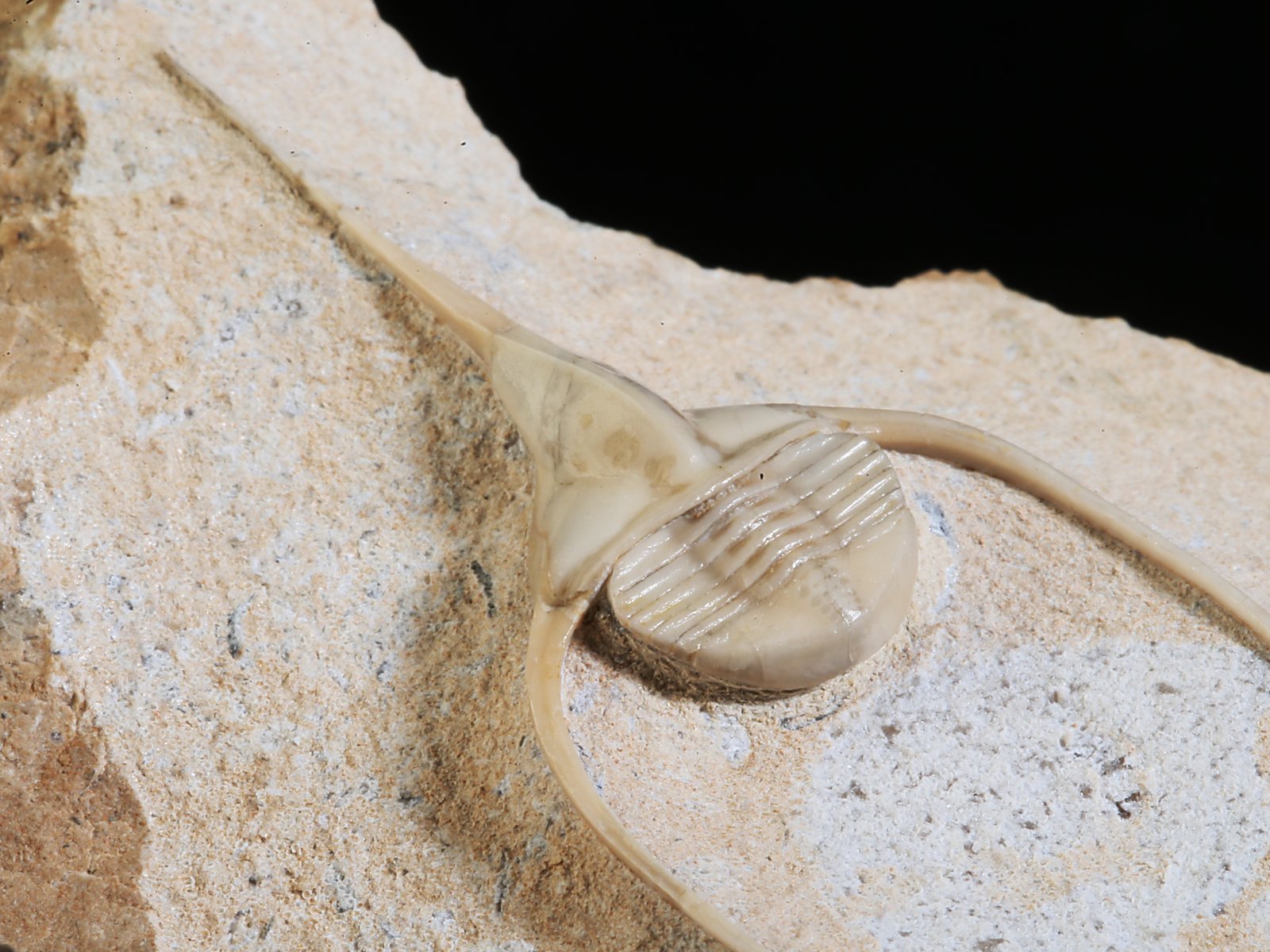 amp 10940 14 Lonchodomas rostratus (SARS 1835) - Image 15