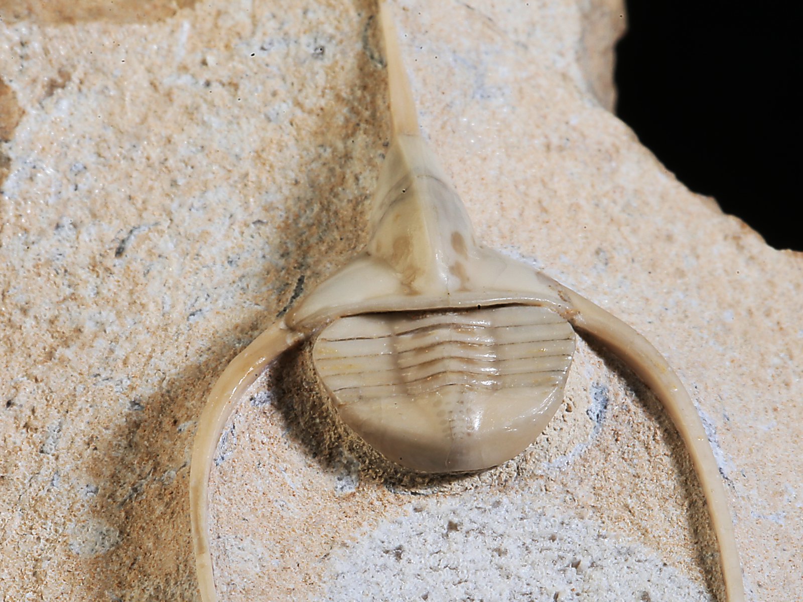amp 10940 15 Lonchodomas rostratus (SARS 1835) - Image 16