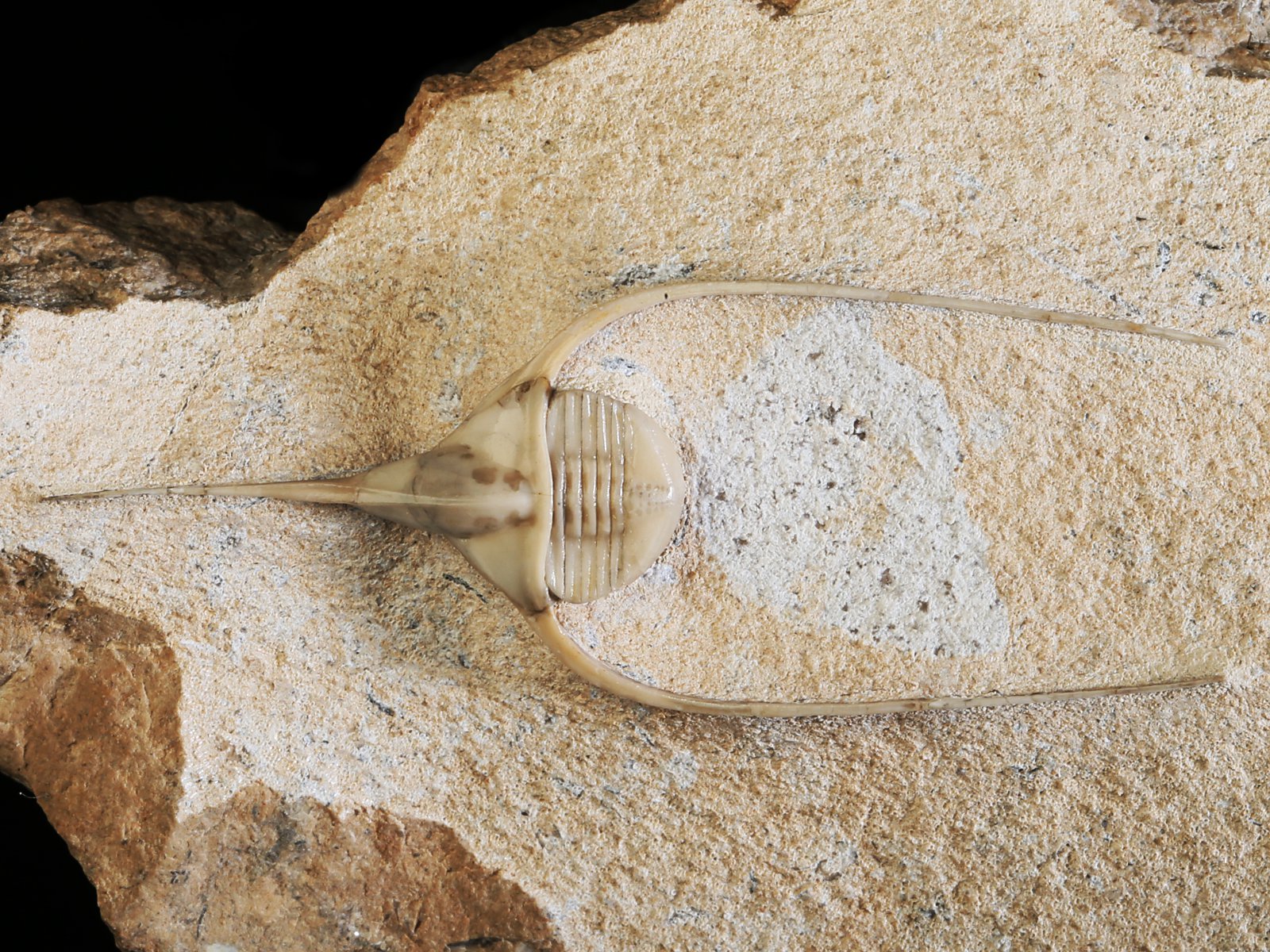 amp 10940 2 Lonchodomas rostratus (SARS 1835) - Image 3